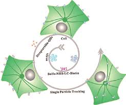 valentina ortega ttl model nude|Valentina Ortega - SMEC - July 2018 - YouTube