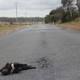 Police patrols to help prevent Tasmanian devils becoming roadkill 