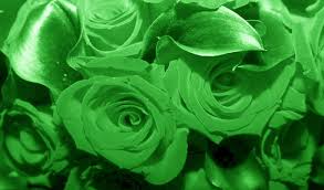 images?q=tbn:ANd9GcQtXLHSGgaFbOYC3Y3plLa2A-pJfEnfsTbyuiaHCGtEMw7Ww0nyEc-QYmSO