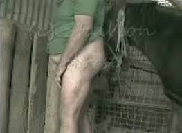 Ced ce horse man fucks pony horse jpg x Man fucked by horse