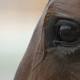 Racing Queensland settles on new board 