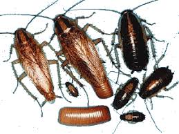 Desbaratiza&ccedil;&atilde;o