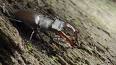 L'évolution fascinante des coléoptères ile ilgili video