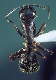 ls- nude lsm 6|LncRNA MALAT1 promotes growth and metastasis of head and neck squamous cell  carcinoma by repressing VHL through a non-canonical function of EZH2 | Cell  Death & Disease