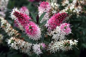 omeogle hebe|Stickam chat - slisencanda