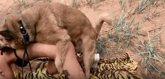 Black dog fuck woman luxuretv jpg x Woman fucked by dog