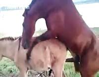 Horse fuck jpg x Horse fuck