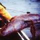 To save an elusive porpoise from extinction, the US government turns to military dolphins 