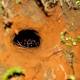 Tarantulas take over Australian town Maningrida east of Darwin 