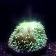 Creep Show: Video Captures the Violent Act of Coral Bleaching 