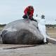 Nearly 30 sperm whales wash up and die on North Sea beaches 