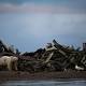 Science|Polar Bears' Path to Decline Runs Through Alaskan Village 