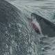 Five hungry sharks eat whale carcass in terrifying footage 