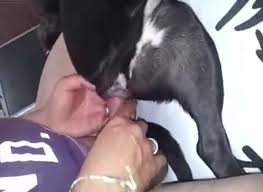 Guy fuck female dog gaybeast rip beastiality sex tube with men extrem sex and taboo porn jpg x Guy fuck dog