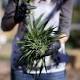 Rescheduling marijuana: What the move would mean for researchers (Q&A) 