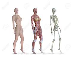 解剖 裸 女|Rehm博士、書店Aristide Quillet 1922-人間の体-裸の女性と女性のスケルトンによる新しい医療と衛生の百科事典の解剖 学的折りたたみボード