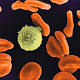The death of a white blood cell filmed for the first time 