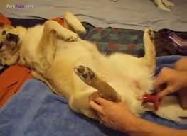 Guy fuck female dog gaybeast rip beastiality sex tube with men extrem sex and taboo porn jpg x Guy fucks dog pussy