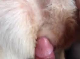 Guy fuck dog pussy gaybeast bestiality porn movie zoo porn dog zoo porn with men at katitube php x Guy fucks dog pussy
