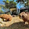 兒童新樂園免費玩3天壽山動物園水豚君見客