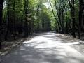 Image result for u202bجنگل النگدرهu202c