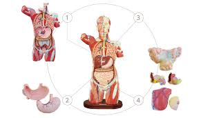 人体解剖|世界の人体解剖図集 | PIE International