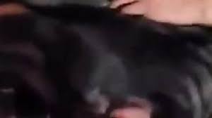 Daddy fucking dog pussy gaybeastcom animal porn movie with man jpg x Guy fucks dog pussy
