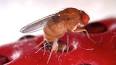 The Astonishing Origins of the Common Housefly ile ilgili video