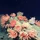 Obama Heralds Creation of World's Largest Marine Reserve off Hawaii 
