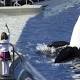 SeaWorld San Diego ending killer whale show 
