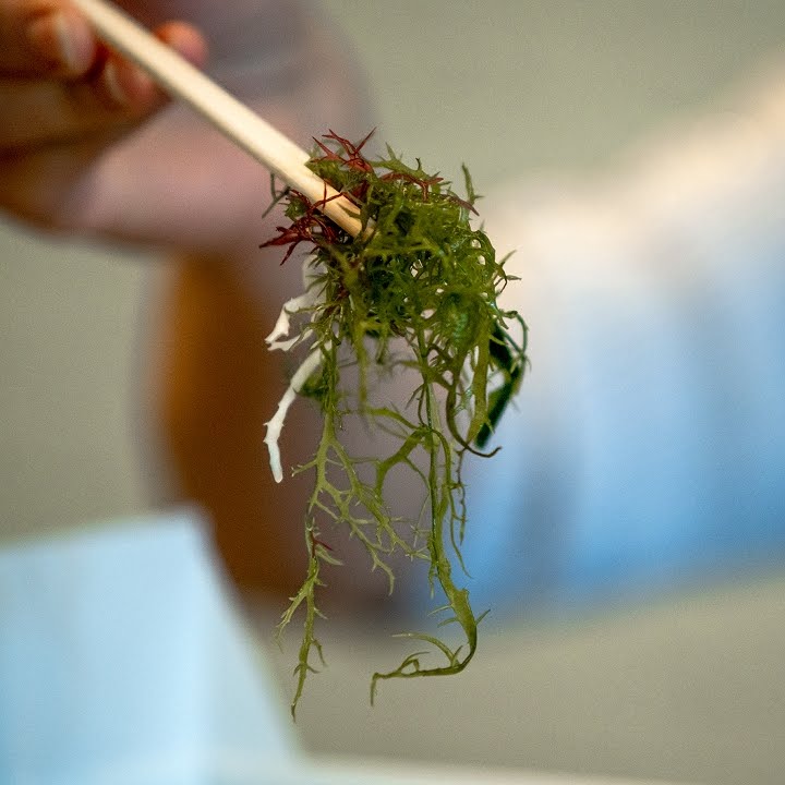 Yunomi Handroll by null