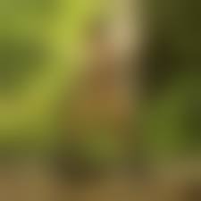 badonion hentai 3d 52|Canine Serving by BadOnion - Hentai Foundry