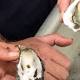 Oyster growers welcome fee relief as POMS disease spreads but warn more help needed 