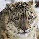 Lives of snow leopards in danger; hundreds being killed every year, warns report! 