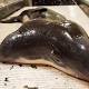Two-Headed Porpoise Found For First Time 