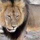 US Dentist Who Killed Cecil the Lion Set to Return to Work 