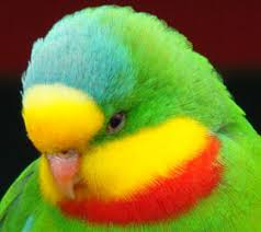 images?q=tbn:ANd9GcRMRPNntaUL7k8KPEo4MIqp3hbpin07dCJA7Vu2CAwS4wzDBVEdgeq3wiF5kA