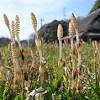 春分の日、ツクシすくすく 摘みほうだい「あいな里山公園」