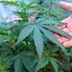 Medical marijuana: What's the holdup? 