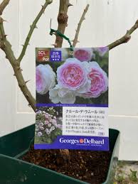 amour angels lilly|Amazon | サンタ・マリア・ノヴェッラ(SANTA MARIA NOVELLA) フリージア EDC BT 100ml[並行輸入品] |  サンタ・マリア・ノヴェッラ(SANTA MARIA NOVELLA) フリージア EDC BT 100ml[並行輸入品] | オーデコロン・EDC 通販