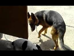 dogs fuck litlle girls|small Animal Porn Me!