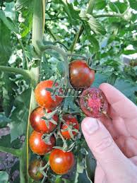 Rajce|Rajče keříčkové Minigold, zelenina semo prodej, osivo, semena | SEMO