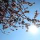 Scientists seek protections for cherries from invasive pest 