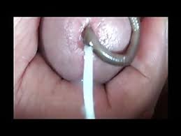 Worm sex jpg x Worm sex
