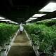 UN to host first special session on drug policy in nearly 20 years 