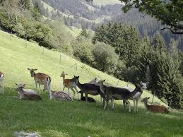 Delhi To Sariska Wildlife Tour Packages