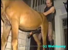 Horse fucks a male luxuretv jpg x Man fucked by horse