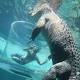 Drunk teens taunt Burt, star of Crocodile Dundee, at Darwin tourist park ... 