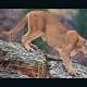 Colorado mother saves son from mountain lion attack 