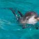 Baby dolphin dies after tourists pull it out of the water for selfies, report says 